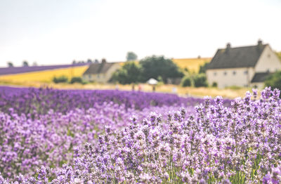 Purple flowering plants on field against clear sky