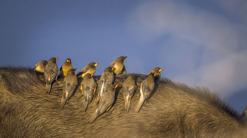 Low angle view of birds on the sky