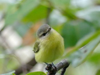 Close-up of bird perching on branch