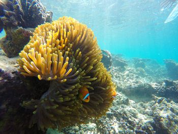 Close-up of fish underwater