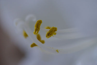 Close-up of yellow flowering plant
