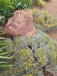 High angle view of flowering plants on field