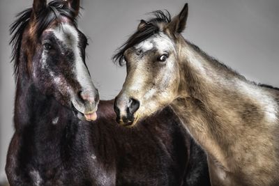 Horses west texas