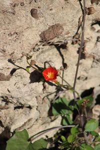 Close-up of red flowers