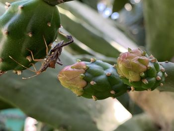 Close-up of insect on plant