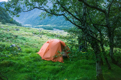 An orange tent during a hiking trip in folgefonna national park, norway. 