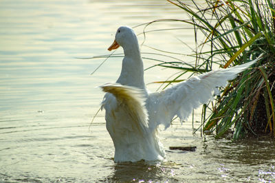 Close-up low level view of aylesbury pekin peking american domestic duck ducks swimming in lake