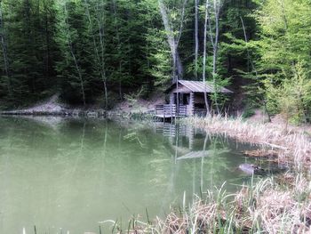 Scenic view of lake in forest