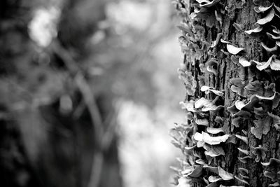 Full frame shot of flowers