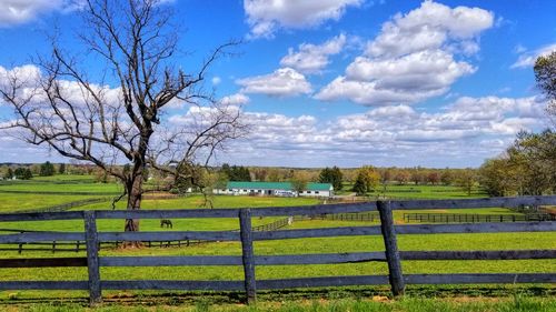 Scenic view of field against sky