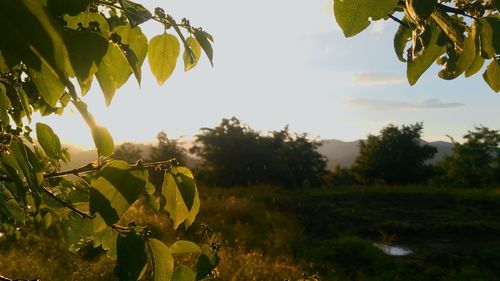Close-up of fresh green plants on field against sky