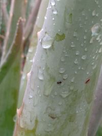 Close up of water drops on leaf