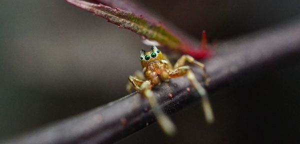 Close-up of insect