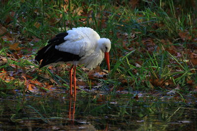White bird perching on a land