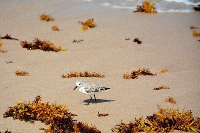 Sandpiper amid the seaweed on beach