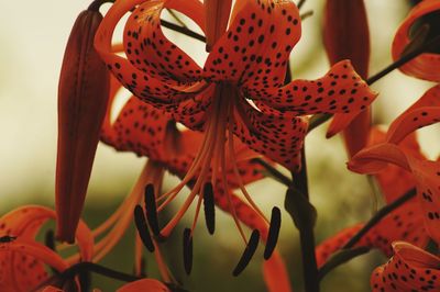 Close-up of flowers