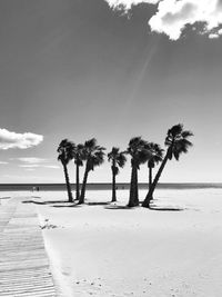 Palm trees on beach against sky