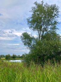 Trees growing on field against sky