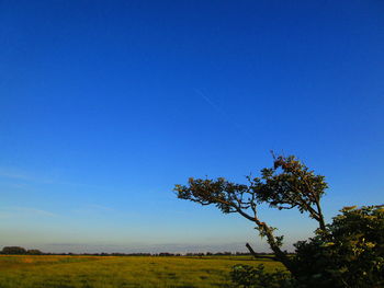 Tree on field against clear blue sky