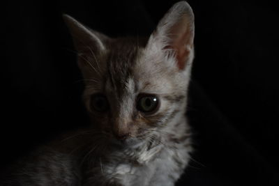 Close-up portrait of cat against black background