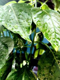 Close-up of raindrops on leaves