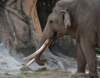 Side view of elephant standing on field