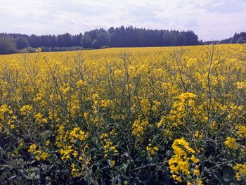 Scenic view of oilseed rape field against sky