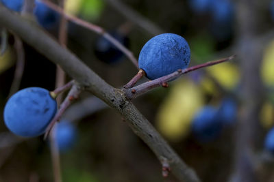 Close-up of fruit growing on tree