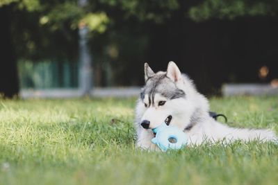 Dog playing with toy on field