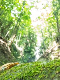 Close-up of lizard on tree in forest