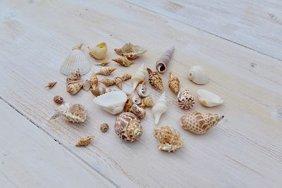 High angle view of shells on table