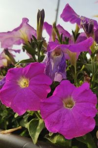 Close-up of pink flowering plants