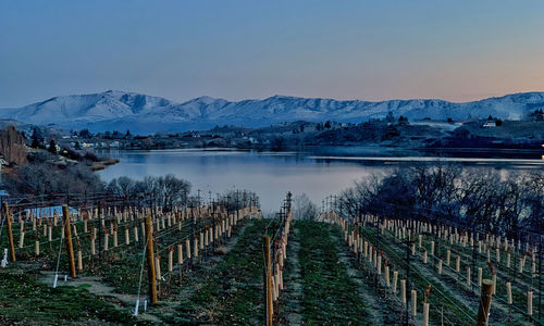 Vineyard at lake chelan at sunset