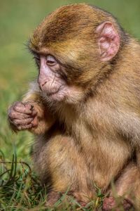 Barbary macaque close up 