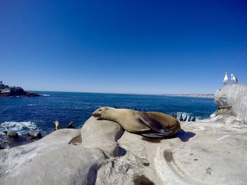 Seal sleeping on rock formation against clear blue sky