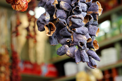 Close-up of dried fruits on plant