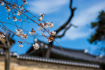 Low angle view of cherry blossoms against sky