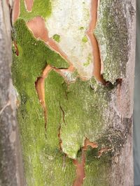 Close-up of hand holding tree trunk