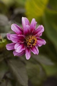 Dahlias are tuberous perennials, and most have simple leaves that are segmented and toothed or cut.