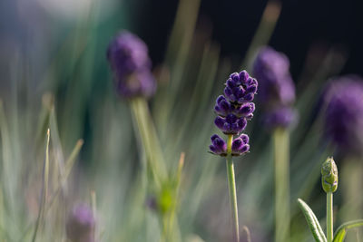 Close-up of purple flowering plant on field