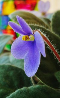 Close-up of purple flowers blooming