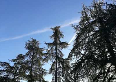 Low angle view of trees against sky