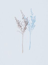 Directly above shot of plant against white background