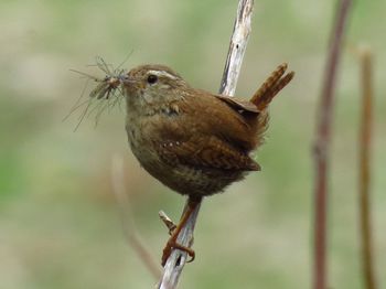 Close-up of bird perching outdoors