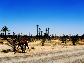 View of horse on field against clear sky