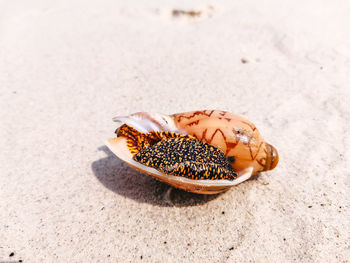 Close-up of a shell on the beach
