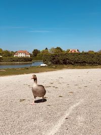 View of a bird on land