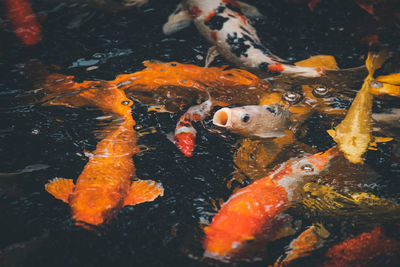 High angle view of koi carps swimming in pond