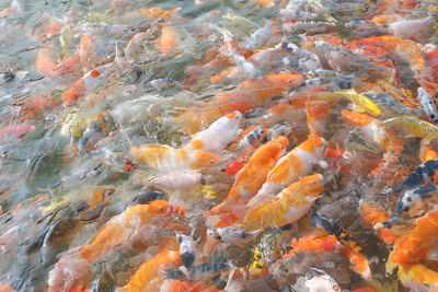 Fish swimming in lake