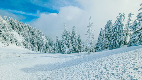 Snow covered land and trees against sky